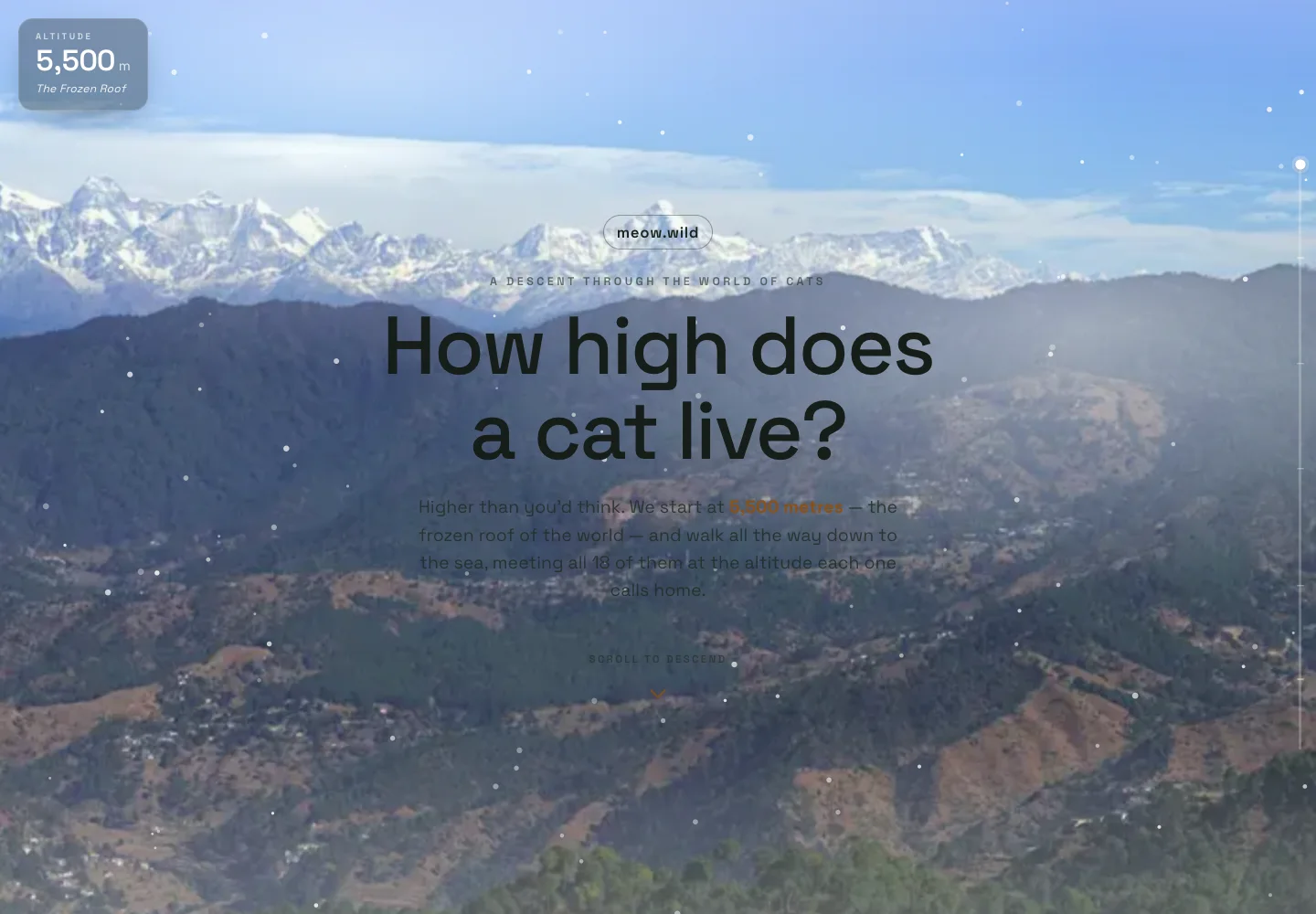 meow.wild
